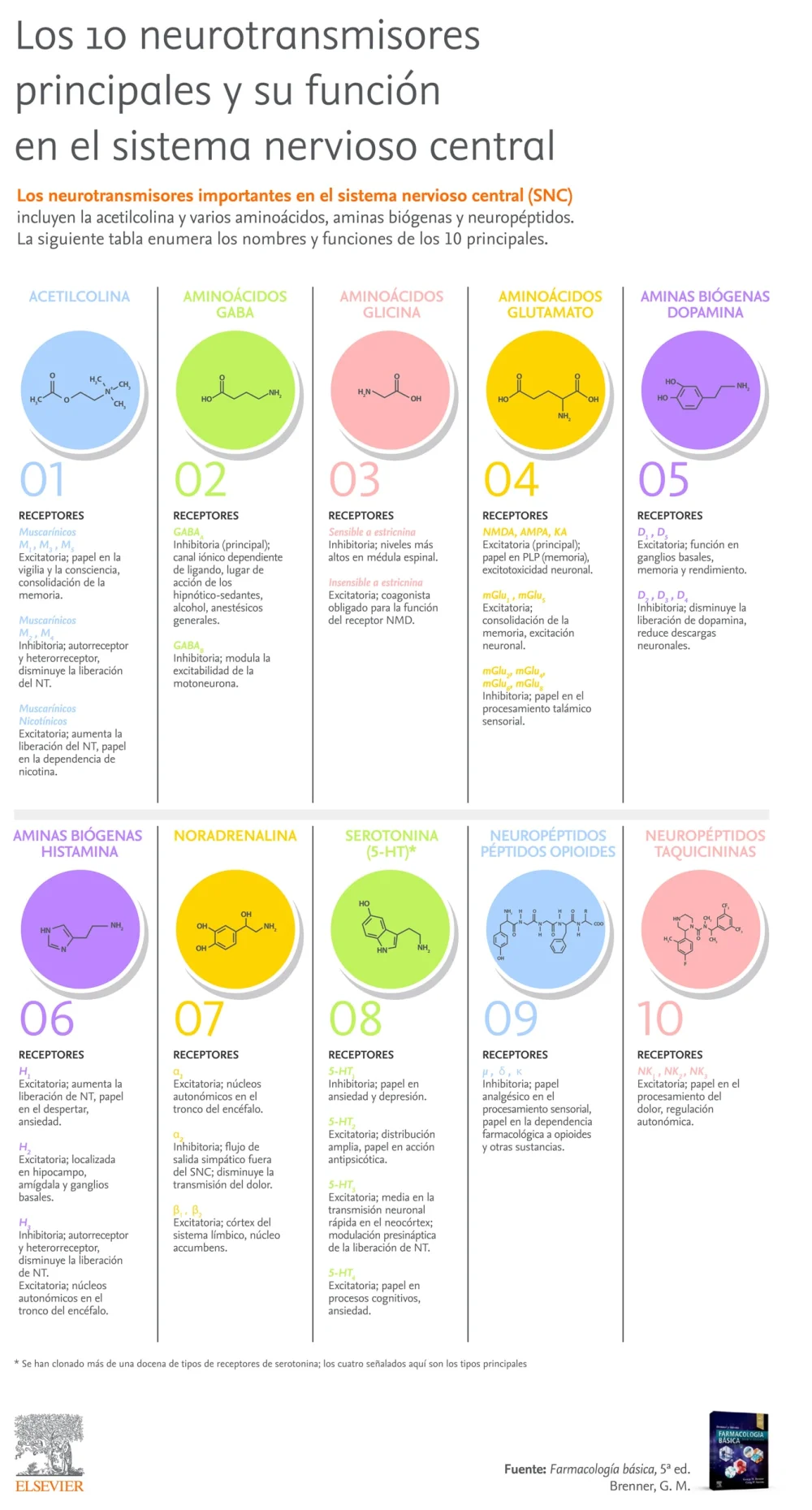 Clasificación y funciones de los neurotransmisores