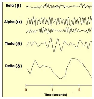 Diferentes Clases de Ondas Cerebrales y sus Funciones