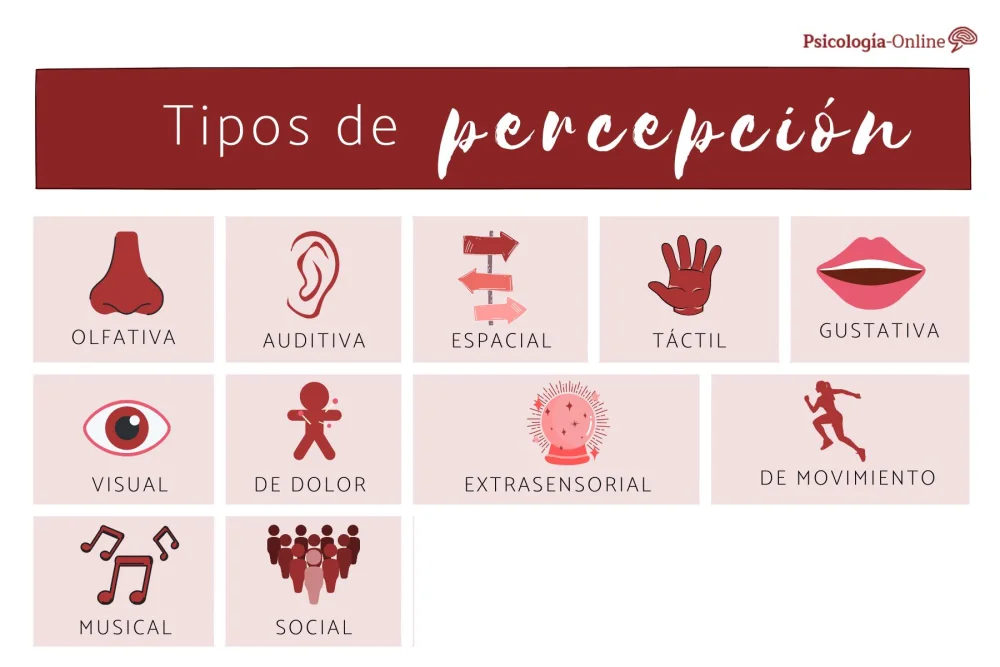 Diferentes Formas de Percepción Sensorial Humanas