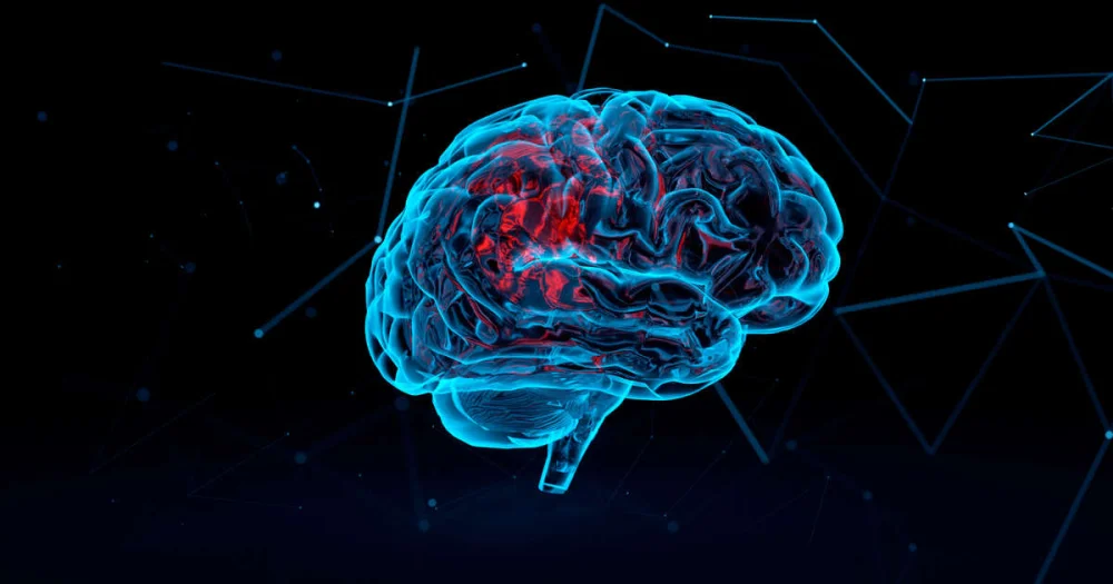 Los secretos de los oligodendrocitos: Células esenciales del cerebro