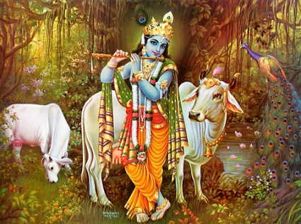 Razones sagradas de la veneración de las vacas en India