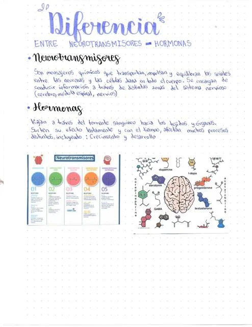 Contrastes entre Hormonas y Neurotransmisores