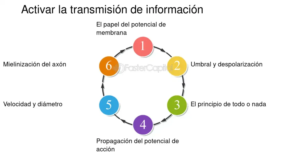 El Fascinante Mundo del Potencial de Acción