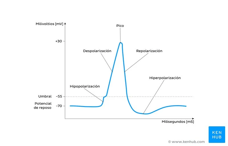 Misterios del potencial de membrana en reposo