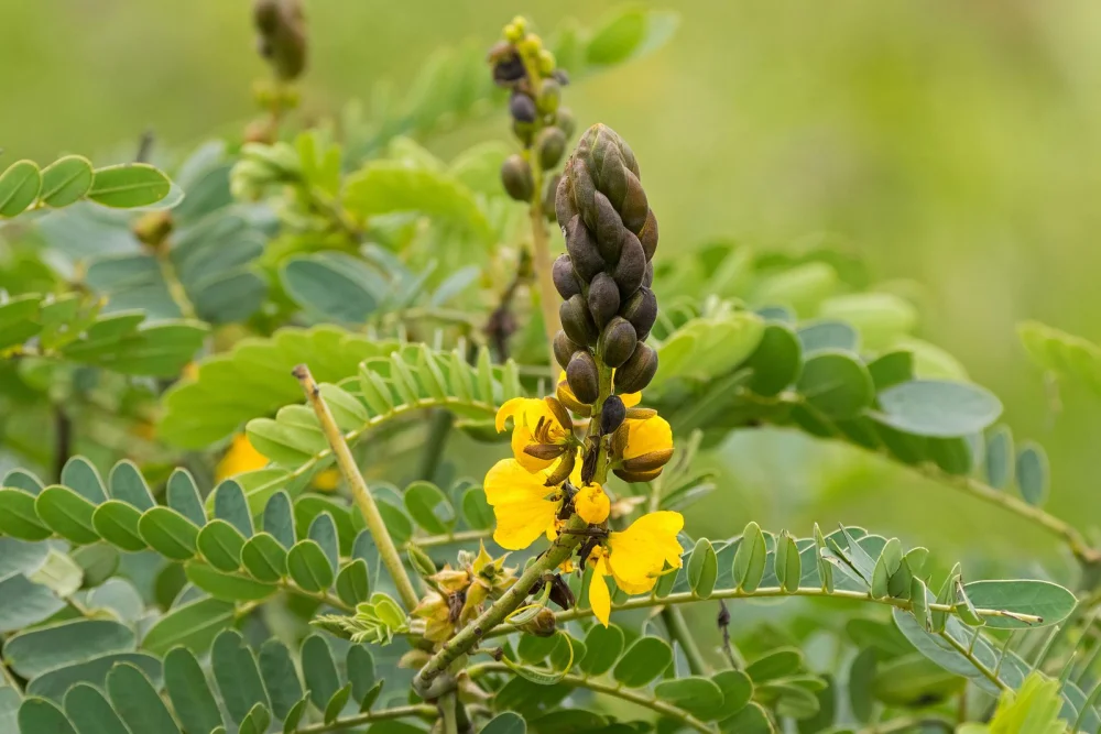 Secretos y Beneficios de la Hoja de Sen