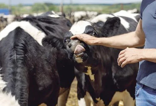 Entendiendo el miedo irracional hacia las vacas