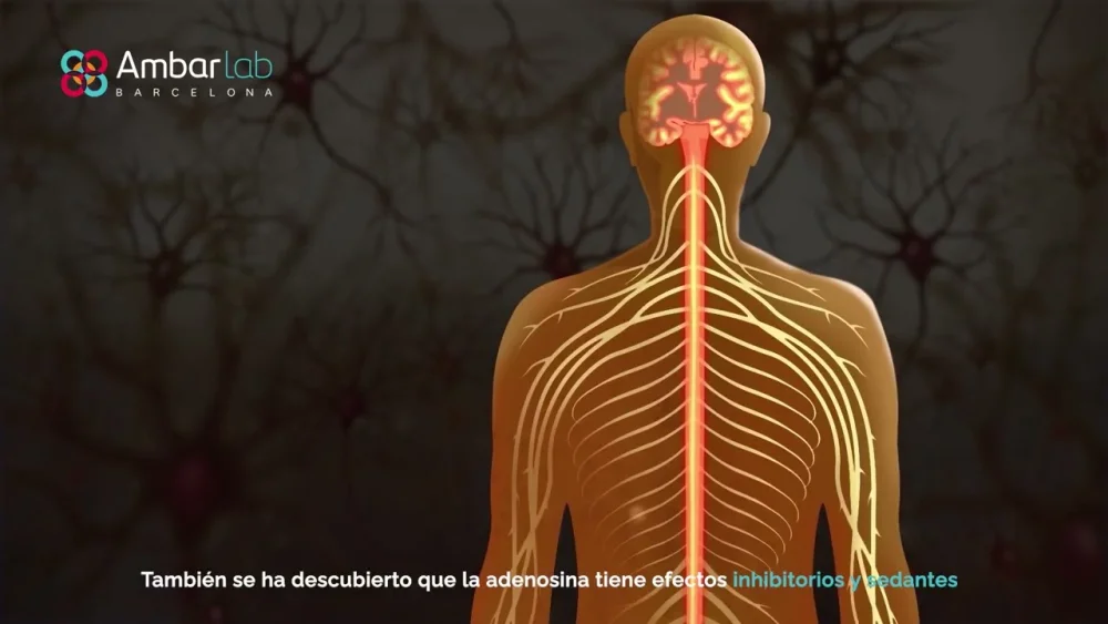 Los secretos de la adenosina: beneficios y funciones esenciales