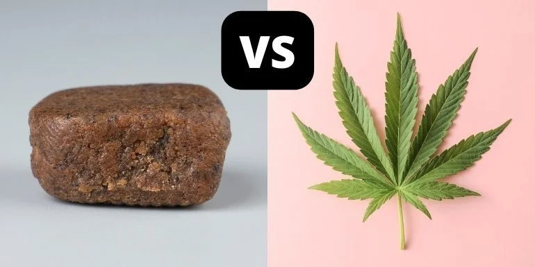 Marihuana vs Hachís: Características Distintivas que Debes Conocer
