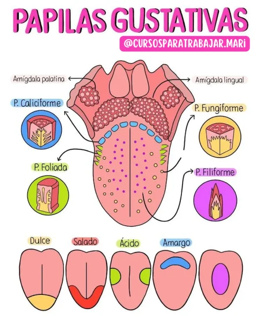 El fascinante mundo de las papilas gustativas
