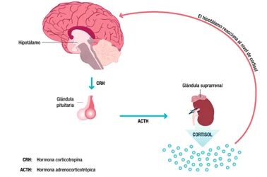 Impacto de las hormonas del estrés en tu salud