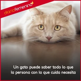 Citas sobre gatos que te encantarán