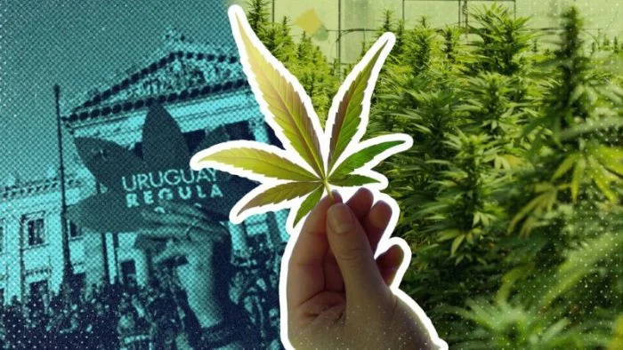 Jóvenes recurren al cannabis para su autocuidado