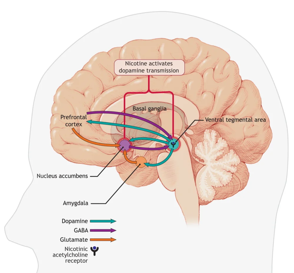 Tecnología de estimulación cerebral: tratamiento eficaz para la adicción al tabaco