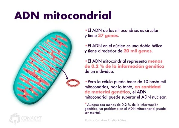 Secretos del ADN Mitocondrial: Conoce su Impacto y Función