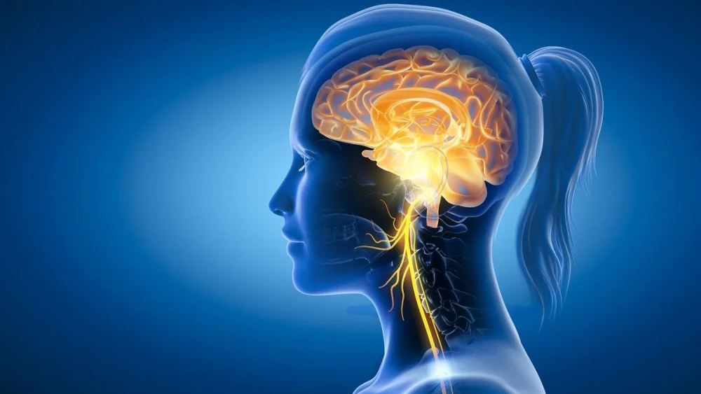 Estimulación del nervio vago protege contra traumas según estudio