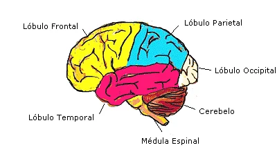 Anatomía del cerebro humano: componentes clave