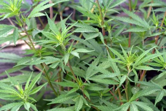 Cannabis afecta una forma específica de memoria