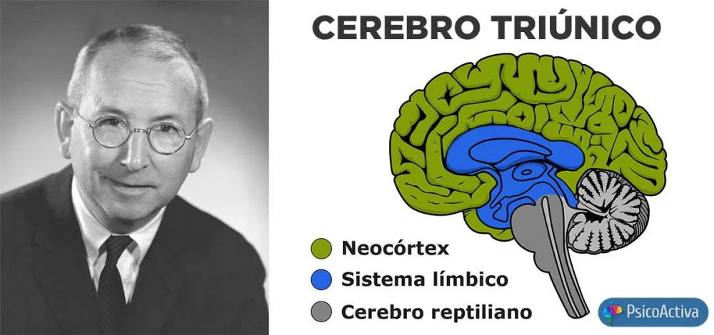 La teoría del cerebro triuno de MacLean: Una visión innovadora