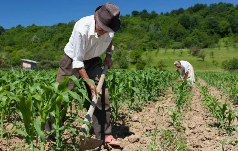 Secretos esenciales de la agricultura de subsistencia