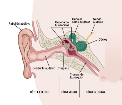 Anatomía del oído: Componentes esenciales