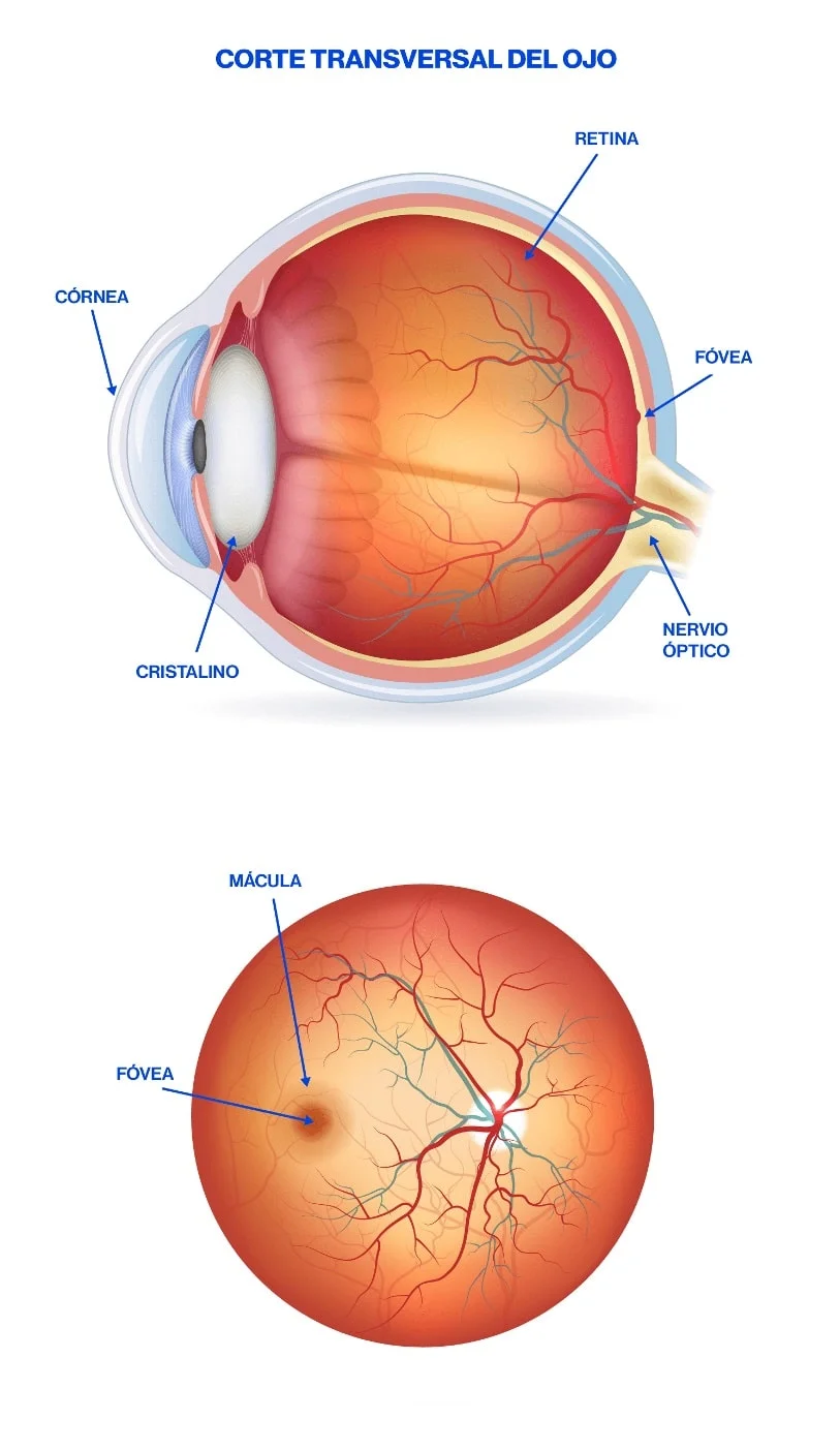 Anatomía detallada de la retina en el ojo humano