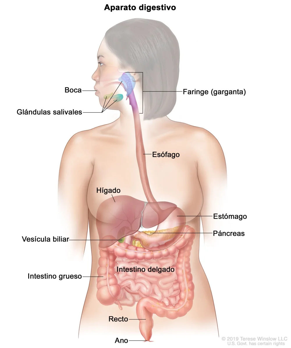 Anatomía detallada del intestino humano