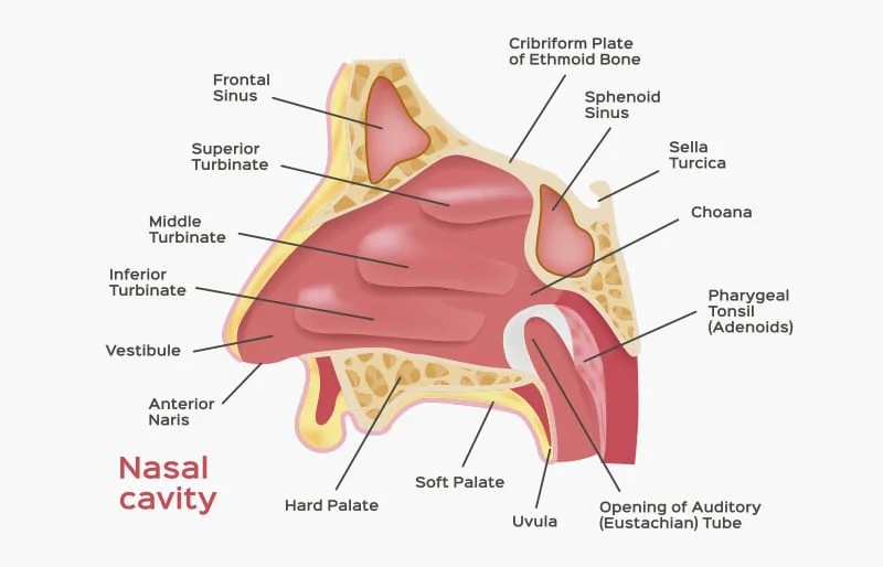 Anatomía esencial de la nariz