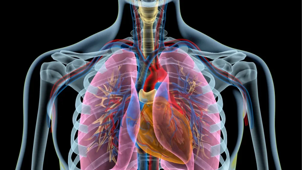 Anatomía esencial de los pulmones