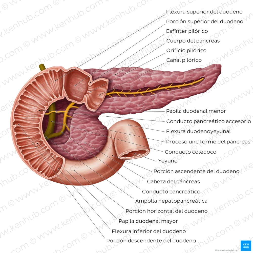 Anatomía esencial del páncreas: una guía detallada