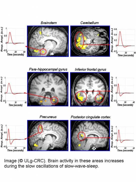 Conoce las funciones cerebrales durante el sueño
