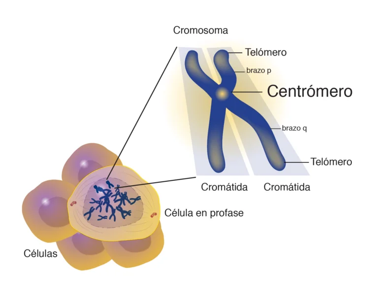 Elementos esenciales de un cromosoma