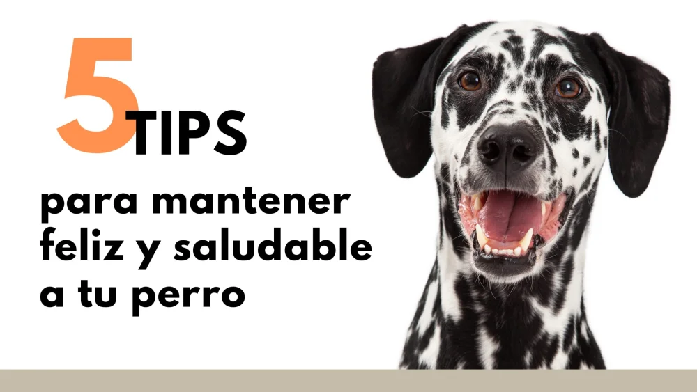 Tiempo con tu perro: clave para una vida feliz y sana