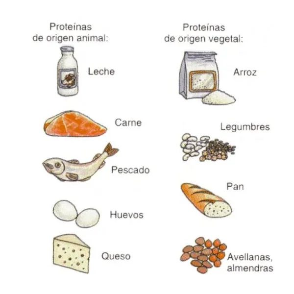 Alimentos con Alto Contenido de Proteínas