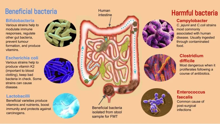 Conexión entre intestino y cerebro: funcionamiento explicado