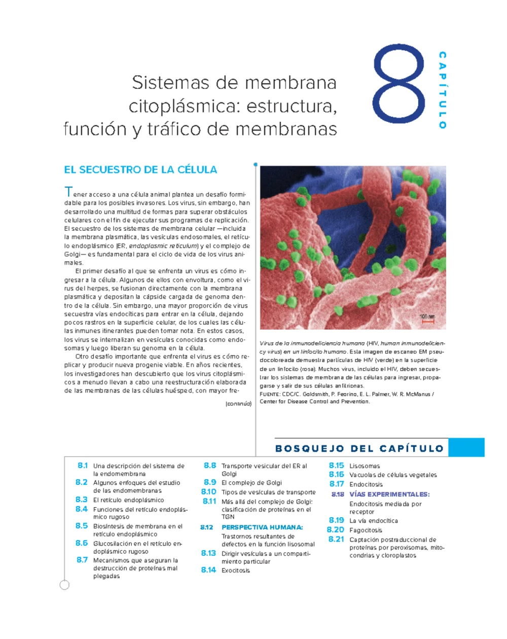 Secretos del retículo endoplasmático liso revelados