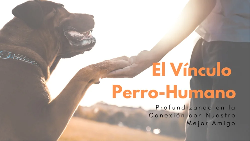 Conexión entre corazones de perros y sus dueños