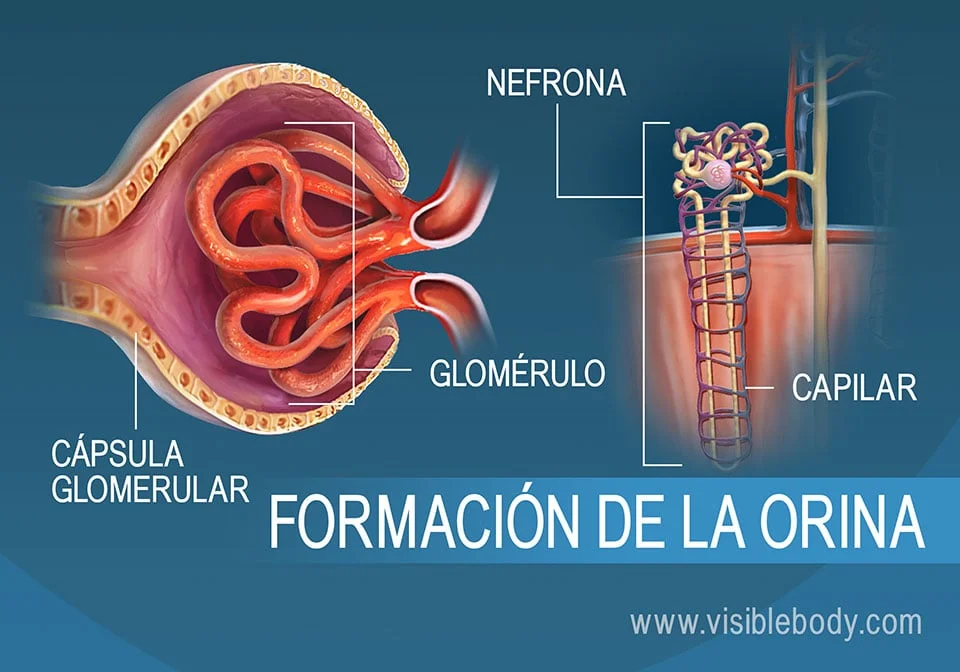 Formación de orina: Un recorrido detallado