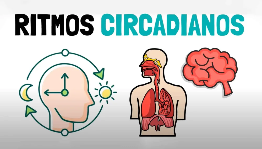 Los Secretos de los Ritmos Biológicos