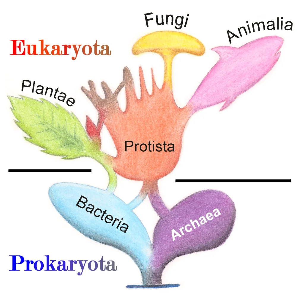 Orígenes y fundamentos de la evolución biológica