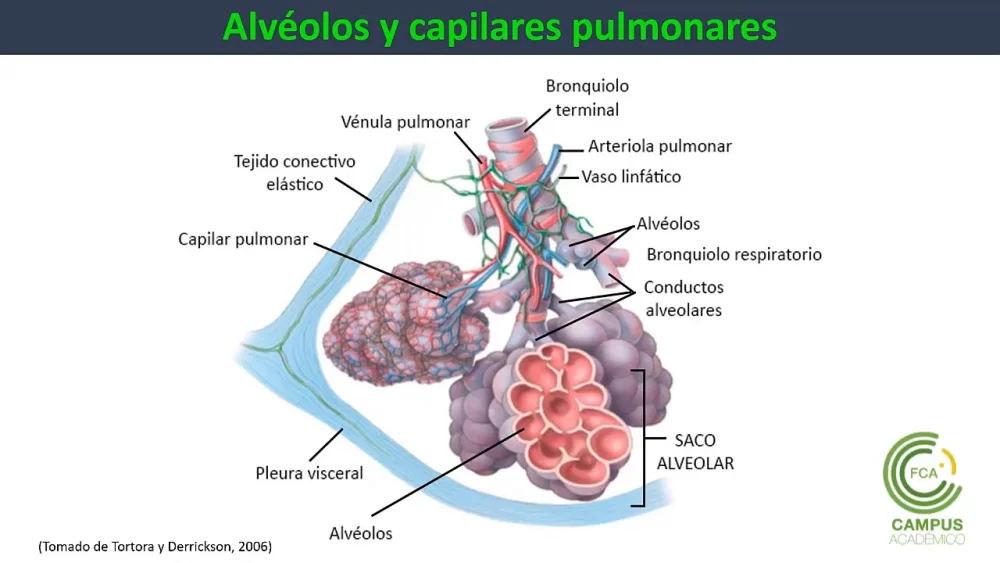 Secretos de los Alvéolos Pulmonares