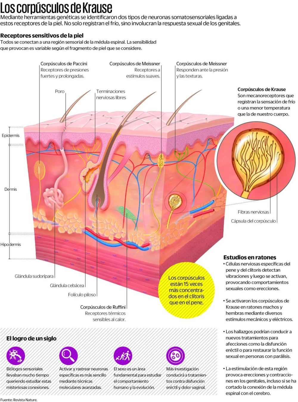 Secretos de los corpúsculos de Pacini