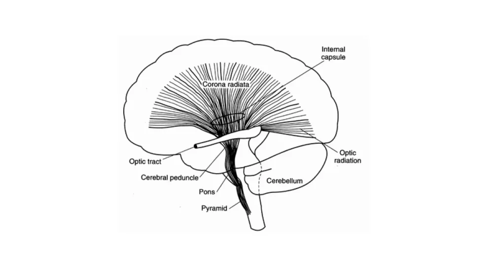 Secretos y funciones de la corona radiata cerebral