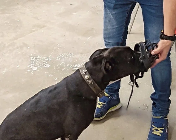 Terapias para superar adicciones con ayuda de mascotas