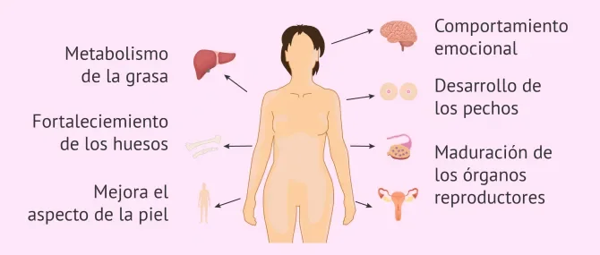 Beneficios y funciones esenciales de los estrógenos en el cuerpo