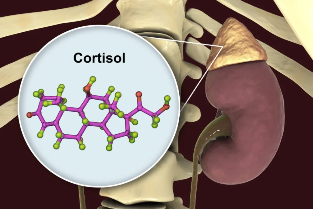 Cortisol: Clave Hormonal en Nuestras Respuestas al Estrés