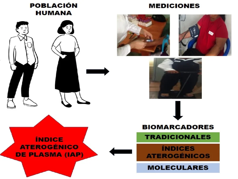 Guía sobre el Índice Aterogénico y su Importancia