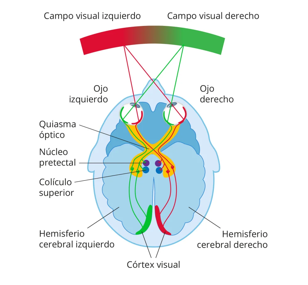 La Fascinante Complejidad de la Corteza Visual Humana
