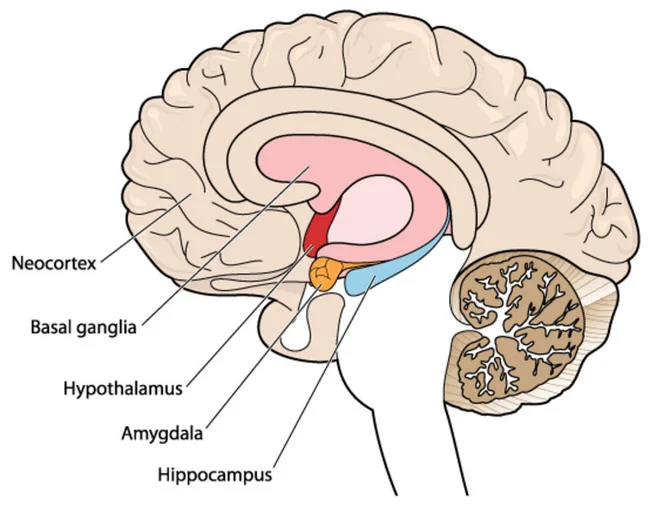 Los Misterios de la Amígdala Cerebral: Clave del Comportamiento Humano