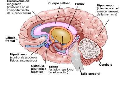 Maravillas del Circuito Cerebeloso