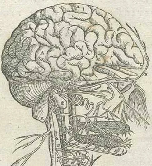 Secretos de los pedúnculos cerebrales revelados